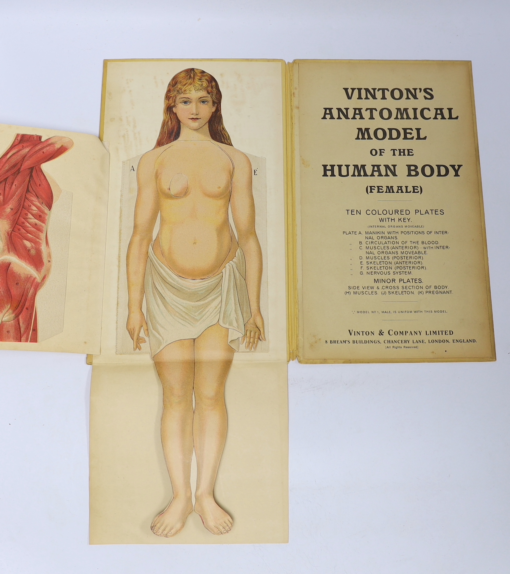 A Vinton's Anatomical Model of the Human Body (Female anatomy), printed in Bavaria by Vinson & Co. Ltd. circa 1910, with coloured fold-out plates, 19.5cm x 33cm